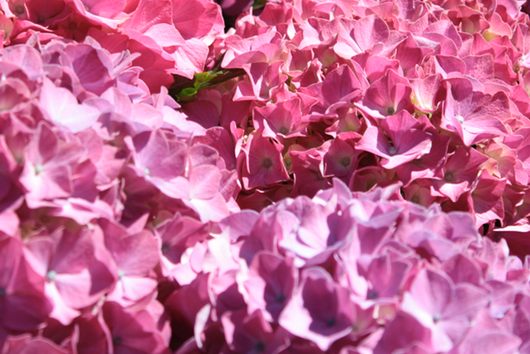 Hortensie