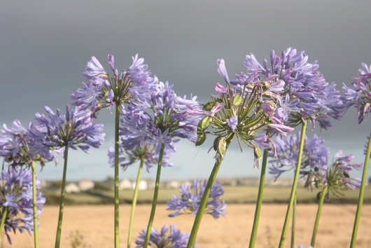 Agapanthus