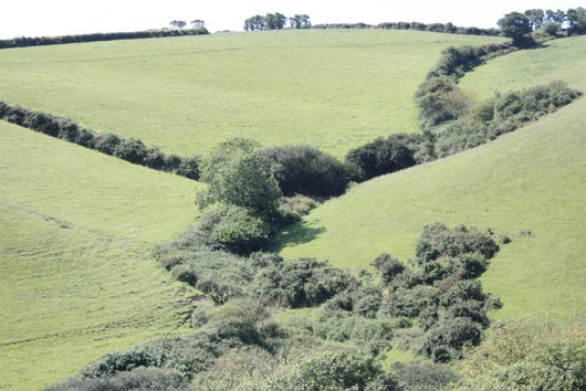 Wiesengrün