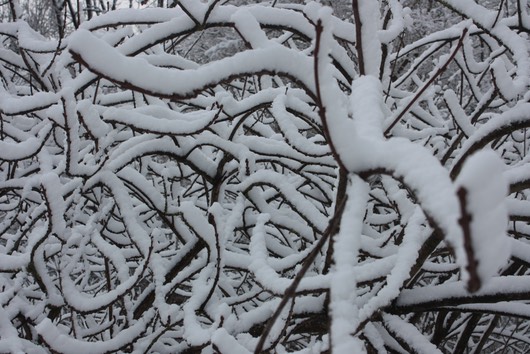 Schneegeschlängel