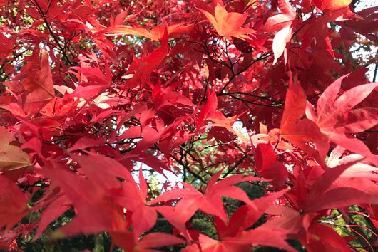 Baumpark Westonbirt