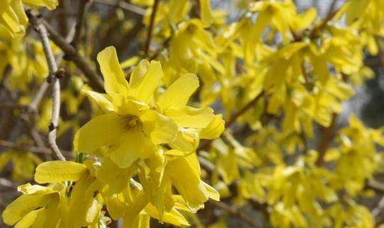 Forsythien